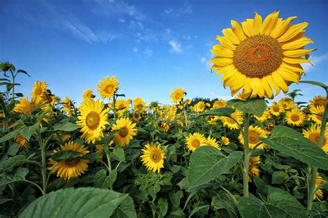 代表夏天的花|夏日芬芳——夏天代表的植物（花开盛景）